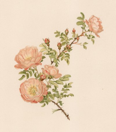 English Rose by English School